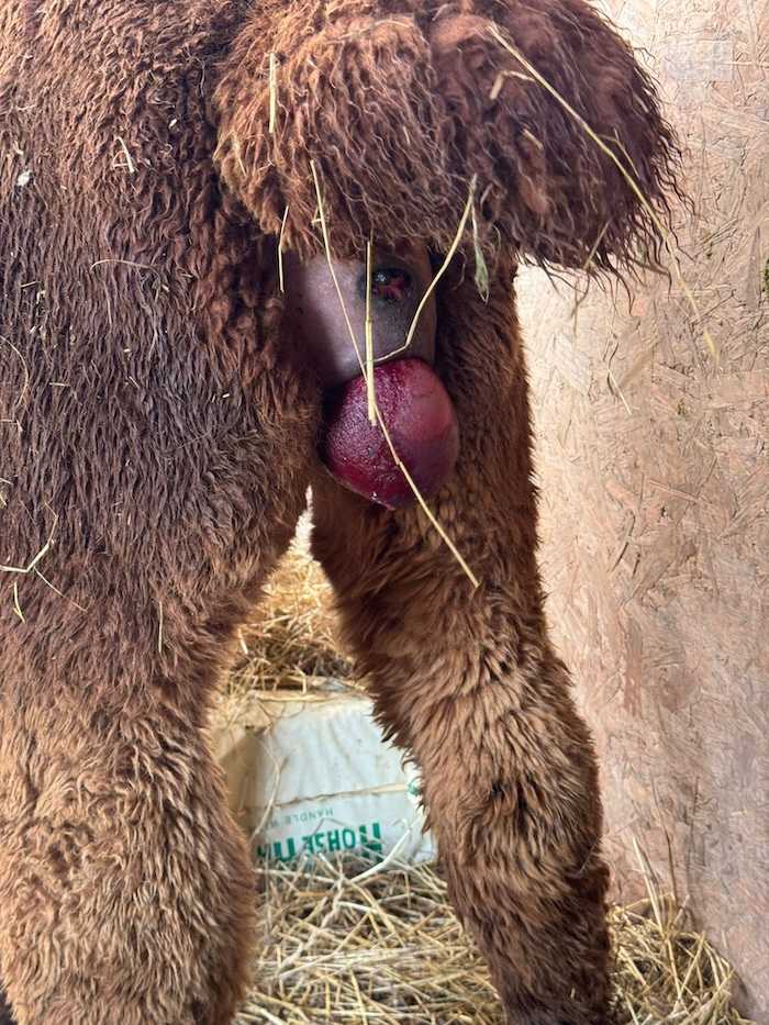 Placenta first presentation during alpaca birth