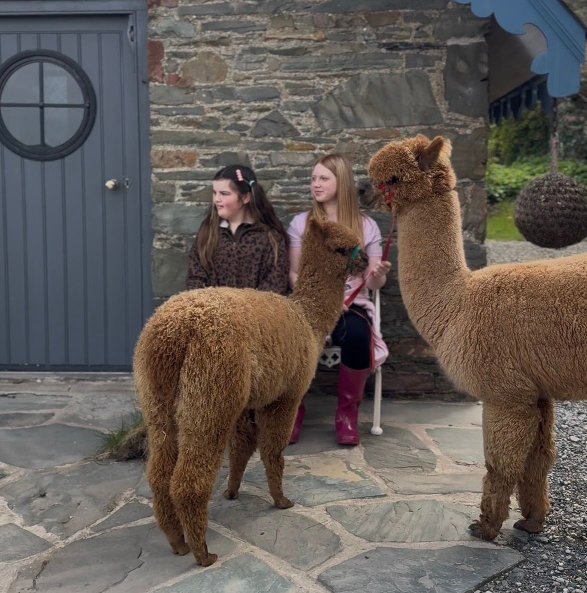 Private alpaca experience at Strangford Bay