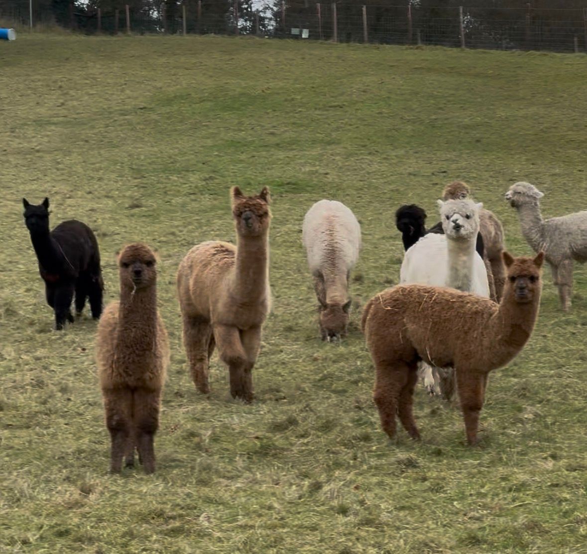 Alpacas for sale and stud services at Strangford Bay